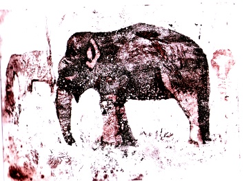 ets olifant